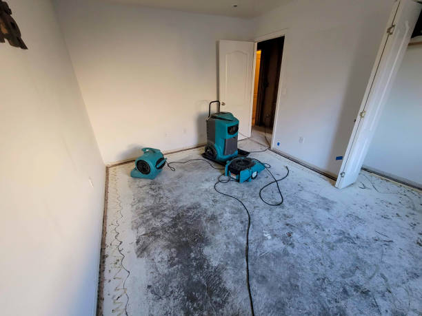 Best Water damage cleanup near me  in Daleville, IN