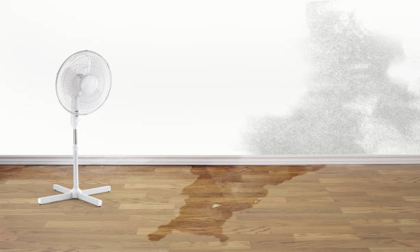 Best Water damage restoration near me  in Daleville, IN